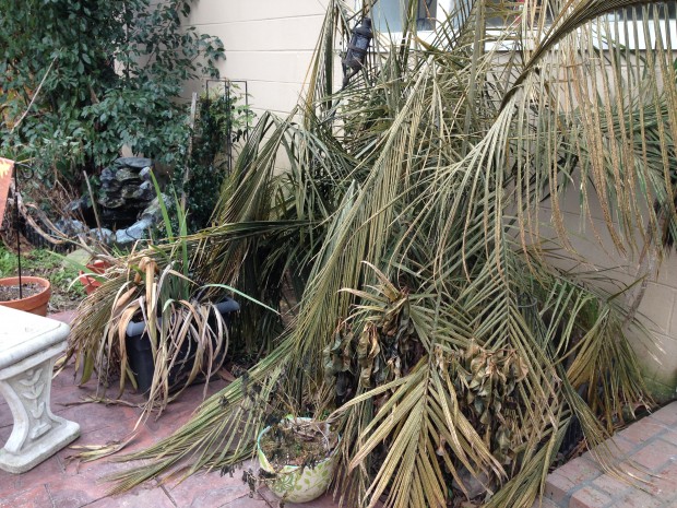 Curb appeal when selling - frozen plants in New Orleans