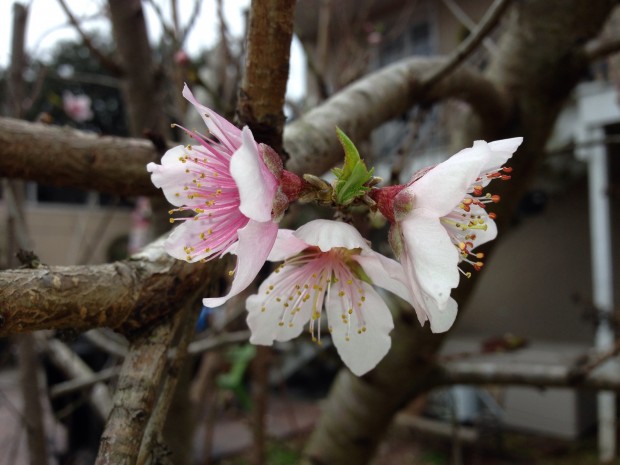 Peach tree blossoms in NOLA
