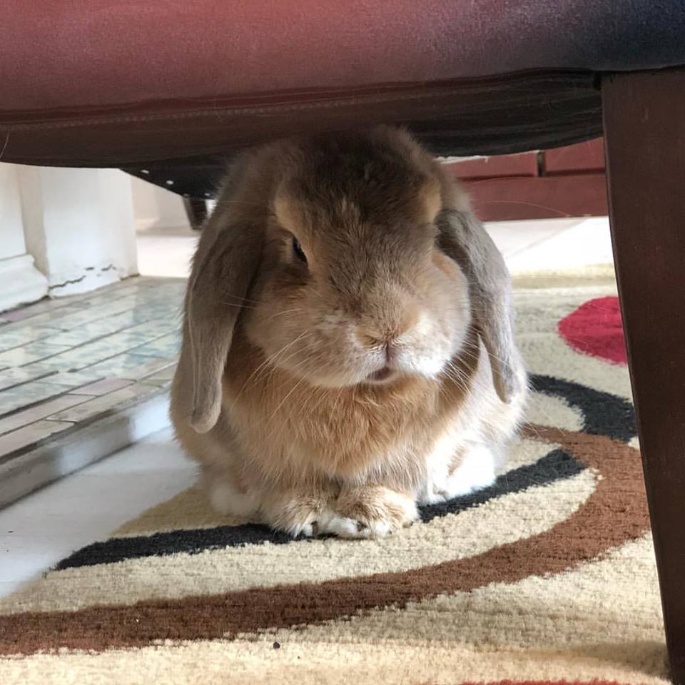 Help Zeus' Place this holiday season The official Crescent City Living bunny says to help Zeus' Place