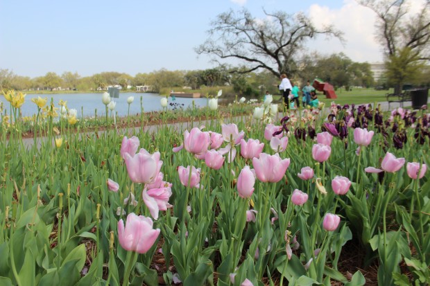 City Park New Orleans | Spring 2015