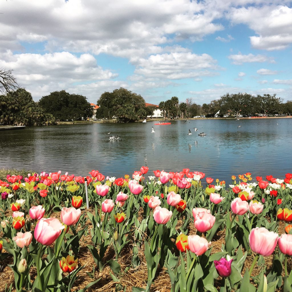 City Park New Orleans Tulips in Bloom Crescent City Living